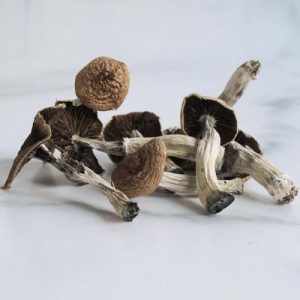 Mazatapec Pilze kaufen