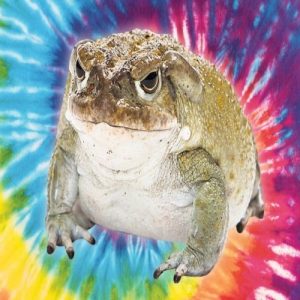 Bufo Bufo Krötengift kaufen